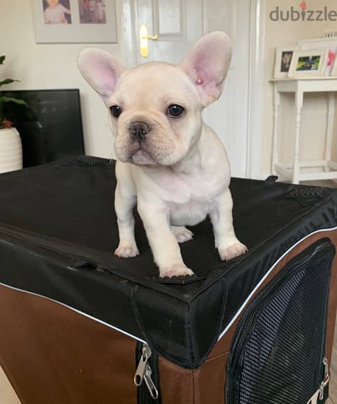 Whatsapp me +96555207281 French Bulldog puppies for sale 1