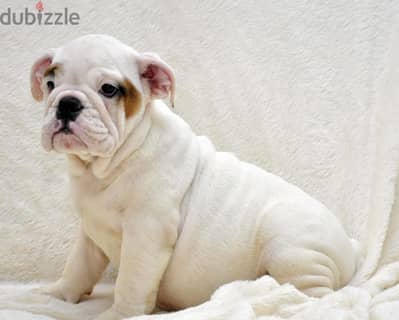 Whatsapp me +96555207281 English bulldog puppies for sale