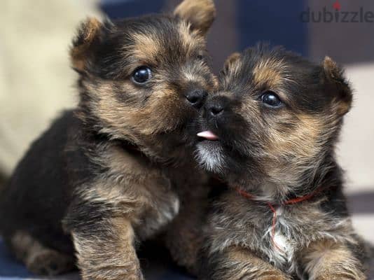 Whatsapp me +96555207281 Cairn Terrier puppies for sale 0