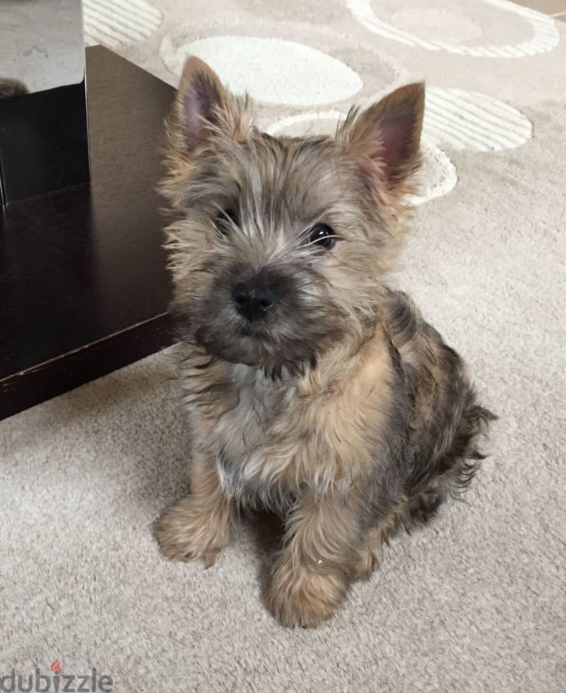 Whatsapp me +96555207281 Cairn Terrier puppies for sale 1