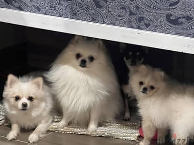 Pomeranian male and female