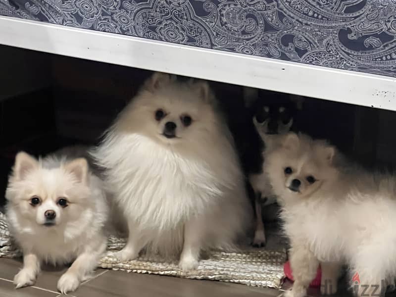 Pomeranian male and female 0