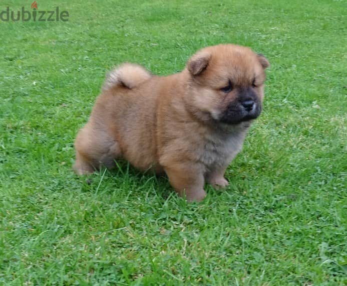 Whatsapp me +96555207281 Chow Chow  puppies for sale 2