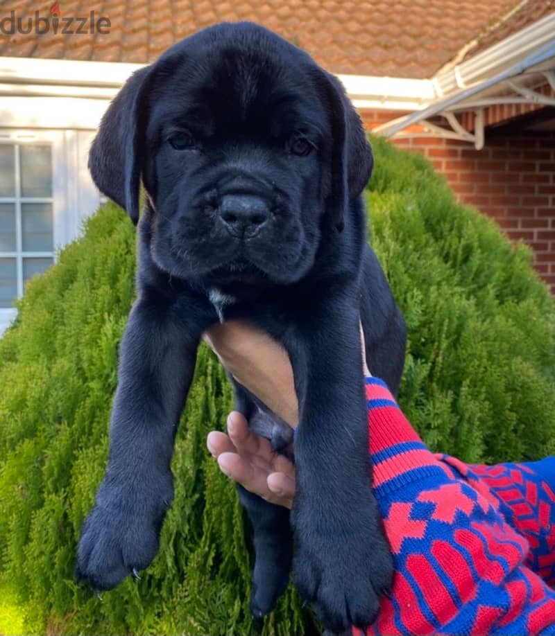 Whatsapp me +96555207281 Cane Corso puppies for sale 1