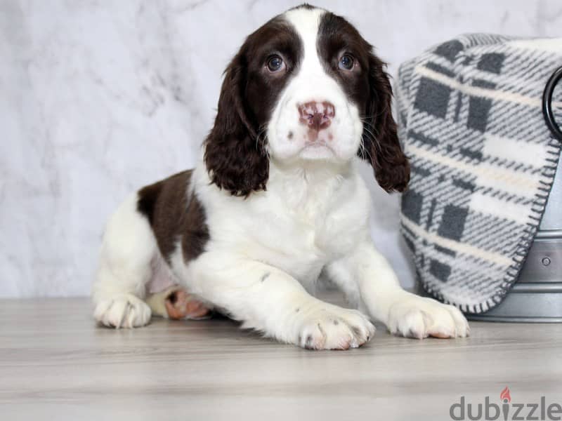 Whatsapp me +96555207281 English springer spaniel  puppies for sale 1