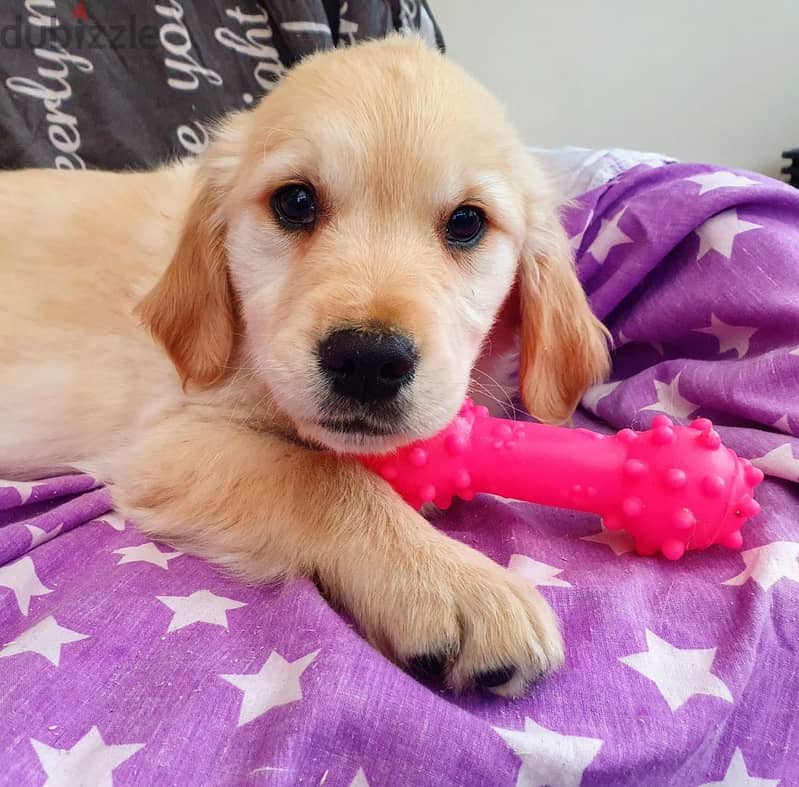 Whatsapp me +96555207281 Golden Retriever puppies for sale 1