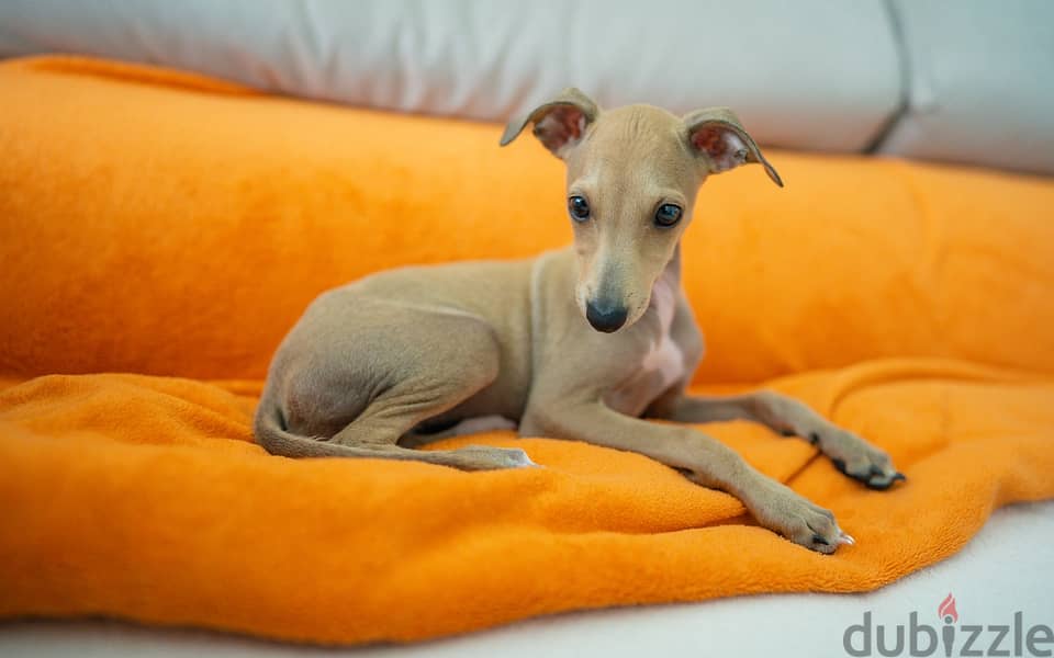 Whatsapp me +96555207281 Italian Greyhound puppies for sale 0