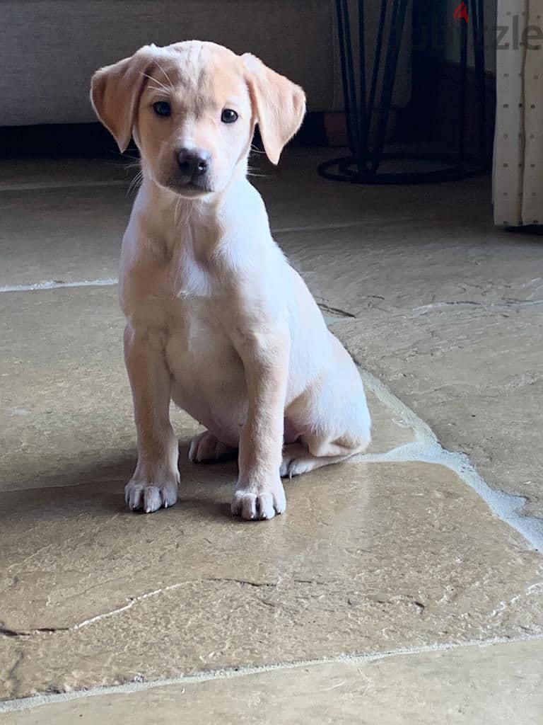 Whatsapp me +96555207281 Labrador puppies for sale 1