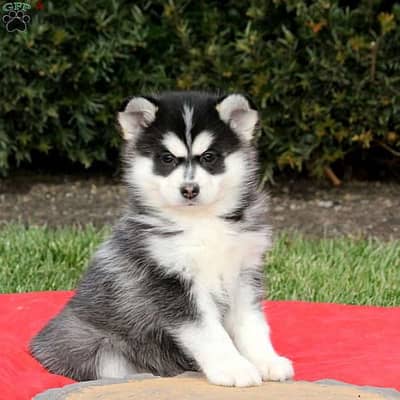 Whatsapp me +96555207281 Pomsky puppies for sale