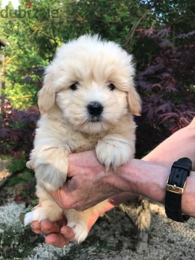 Whatsapp me +96555207281 Poodle  puppies for sale