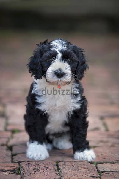 Whatsapp me +96555207281 Portuguese Water Dog puppies for sale