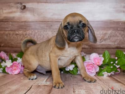 Whatsapp me +96555207281 Puggle puppies for sale