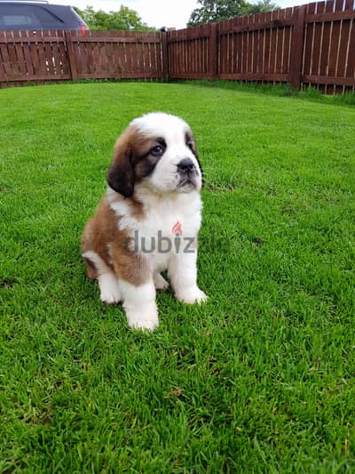 Whatsapp me +96555207281 Saint Bernard puppies  puppies for sale