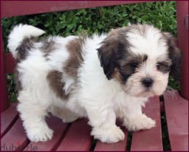 Whatsapp me +96555207281 Shichon puppies for sale