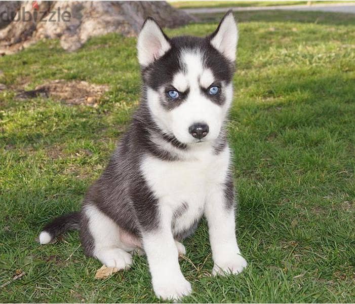 Whatsapp me +96555207281 Siberian Husky puppies for sale 1