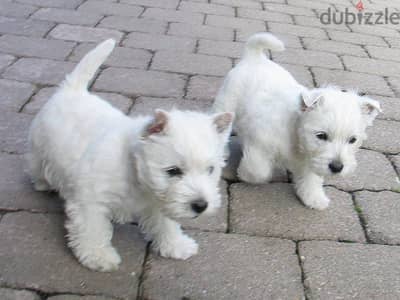 Whatsapp me +96555207281 West Highland Terrier  puppies for sale