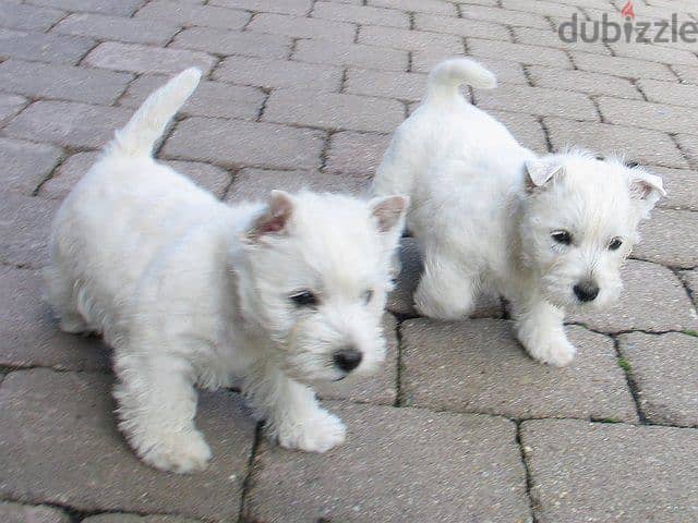 Whatsapp me +96555207281 West Highland Terrier  puppies for sale 0