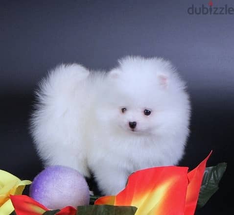 Whatsapp me +96555207281 Healthy Pomeranian puppies for sale 2