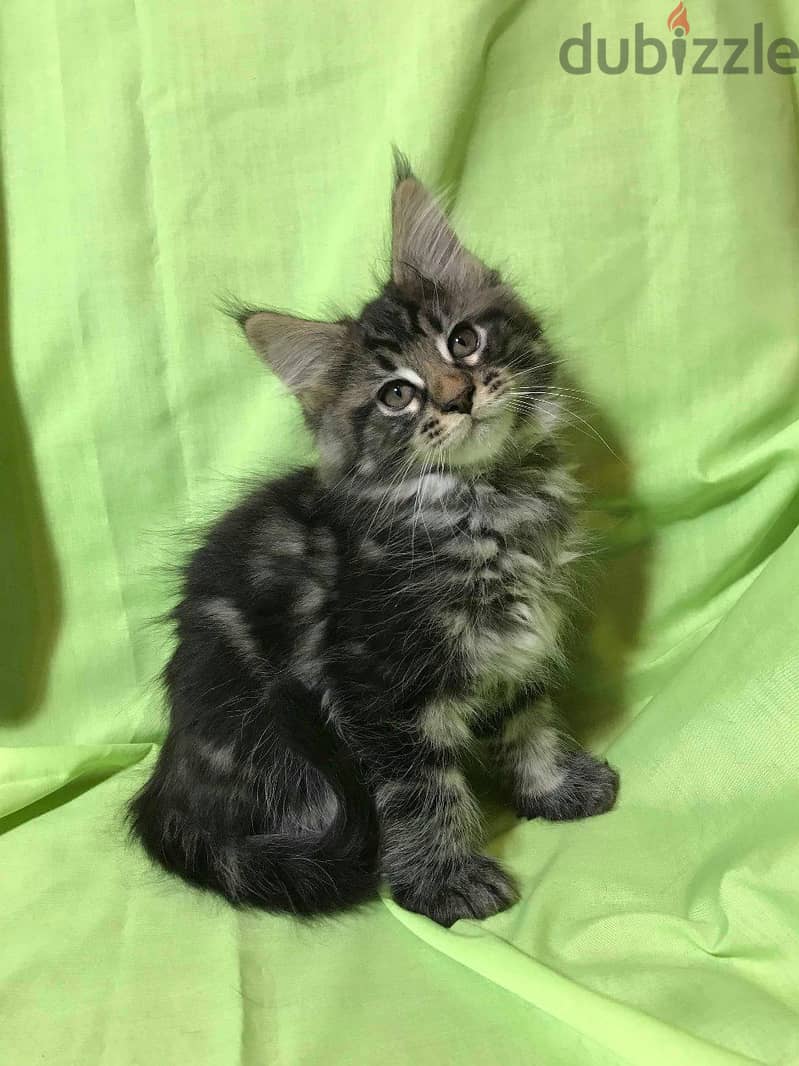 Whatsapp me +96555207281 Healthy Maine Coon kittens for sale 1