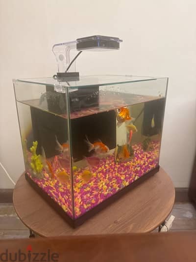 fish tank with fishes for sale