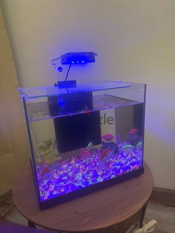 fish tank with fishes for sale 1