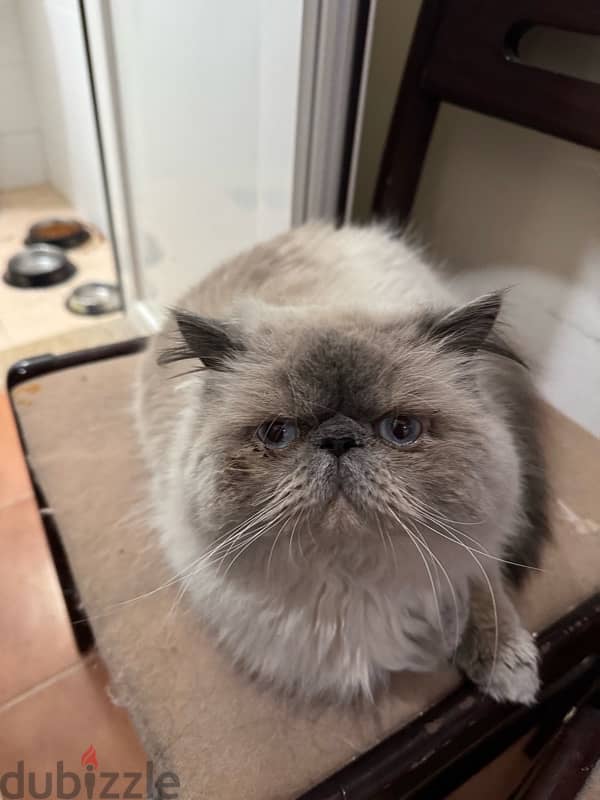 Himalaya cat for sale/ قط هيمالايا للبيع 1