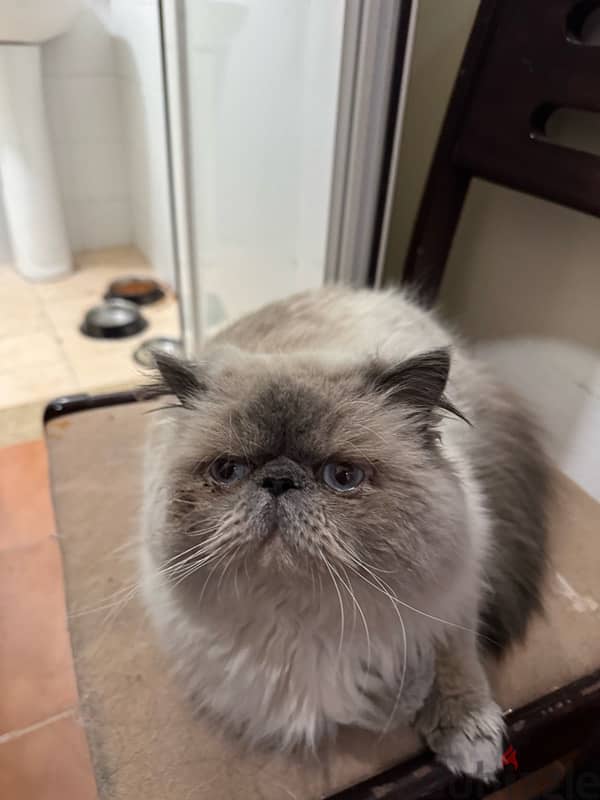 Himalaya cat for sale/ قط هيمالايا للبيع 2