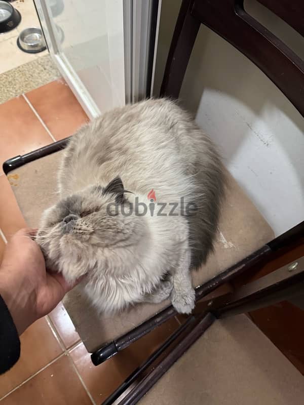 Himalaya cat for sale/ قط هيمالايا للبيع 3