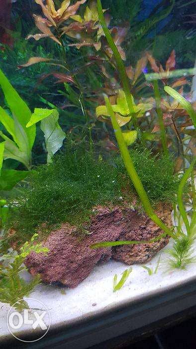 aquarium moss for sale. 5