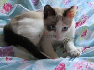 Whatsapp me +96555207281 Snowshoe kittens for sale