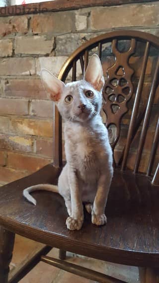 Whatsapp me +96555207281 Cornish Rex kittens for sale 2