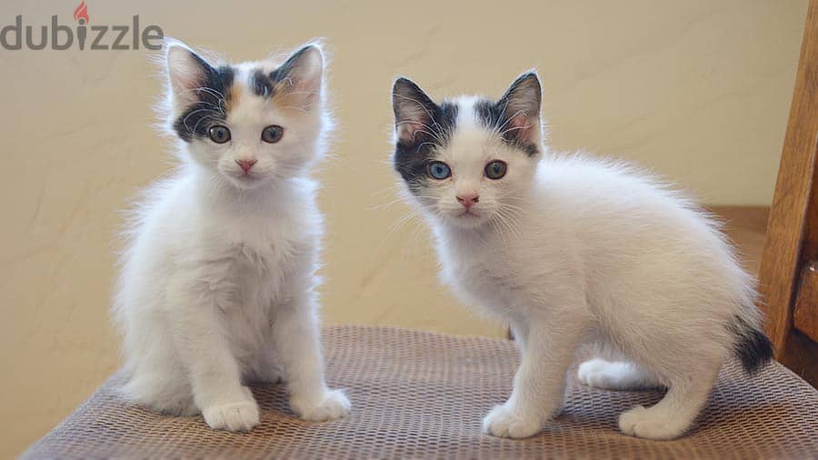 Whatsapp me +96555207281 Japanese Bobtail kittens for sale 1