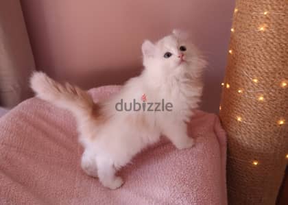 Whatsapp me +96555207281 American Curl kittens for sale