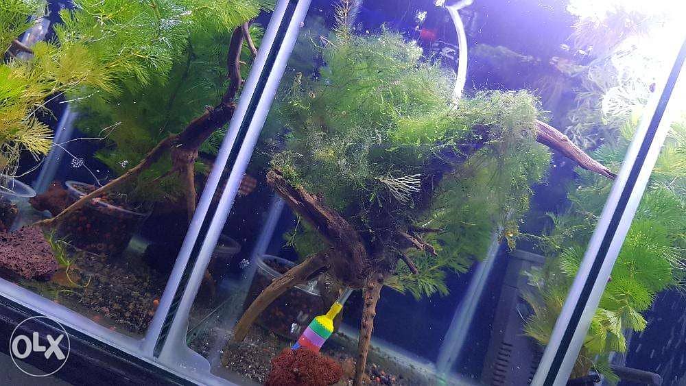 aquarium moss for sale. 2