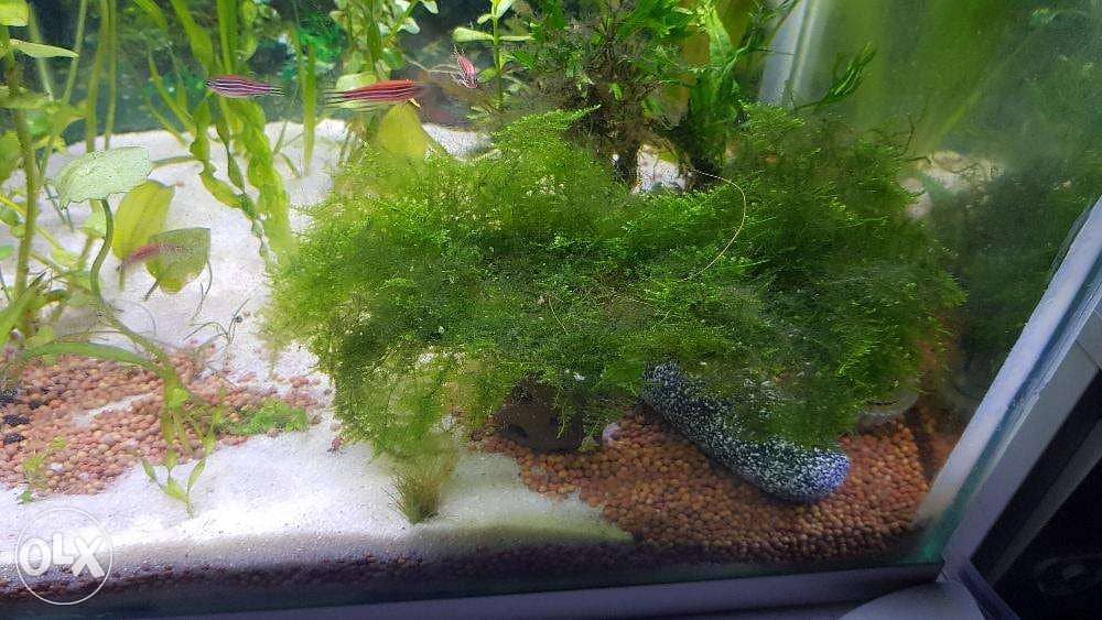 aquarium moss for sale. 3