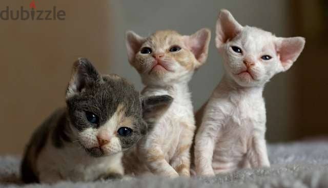 Whatsapp me +96555207281 Devon Rex kittens for sale 2