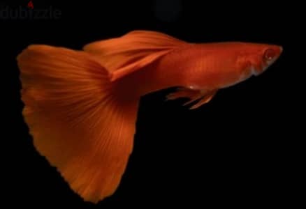 albino red guppies pair for sale