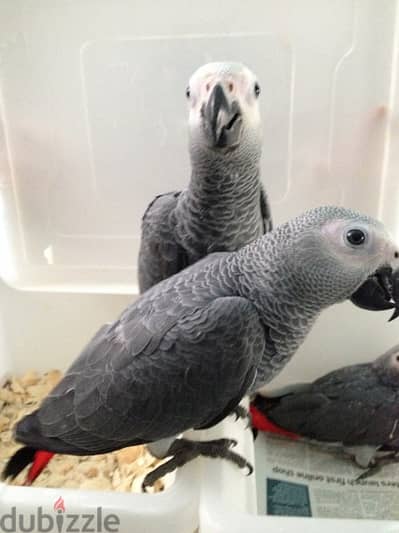 Talking African Grey Parrots For Rehoming