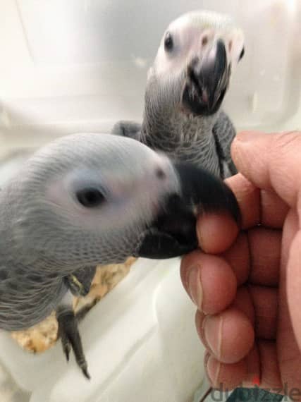 Talking African Grey Parrots For Rehoming 1