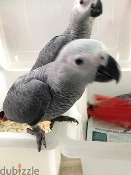 Talking African Grey Parrots For Rehoming 2