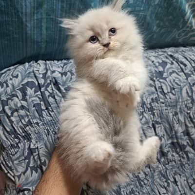 Pure persian kittens for sale