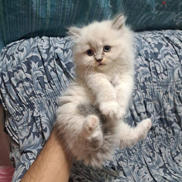 Pure persian kittens for sale 1