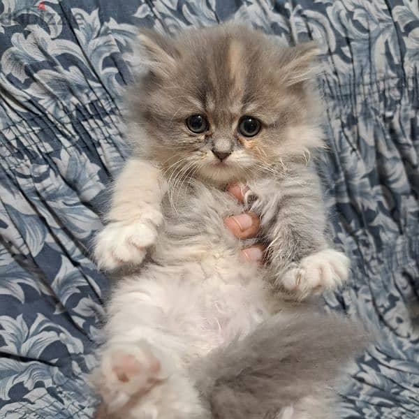 Pure persian kittens for sale 2