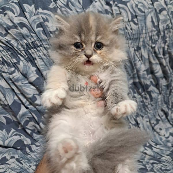 Pure persian kittens for sale 3