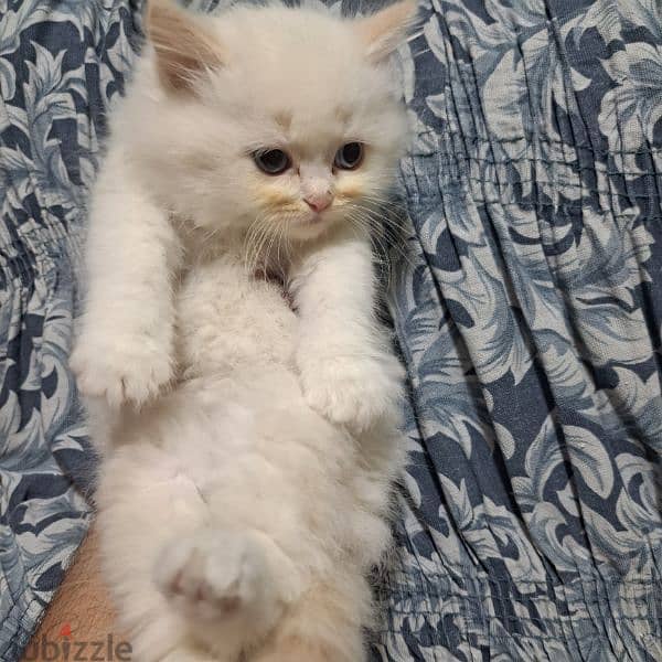 Pure persian kittens for sale 4