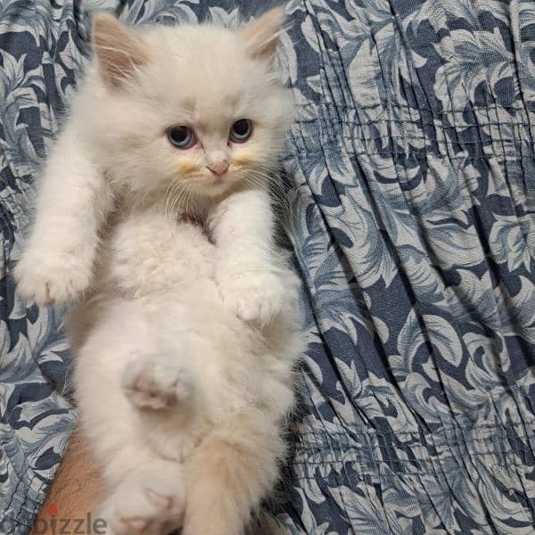 Pure persian kittens for sale 5