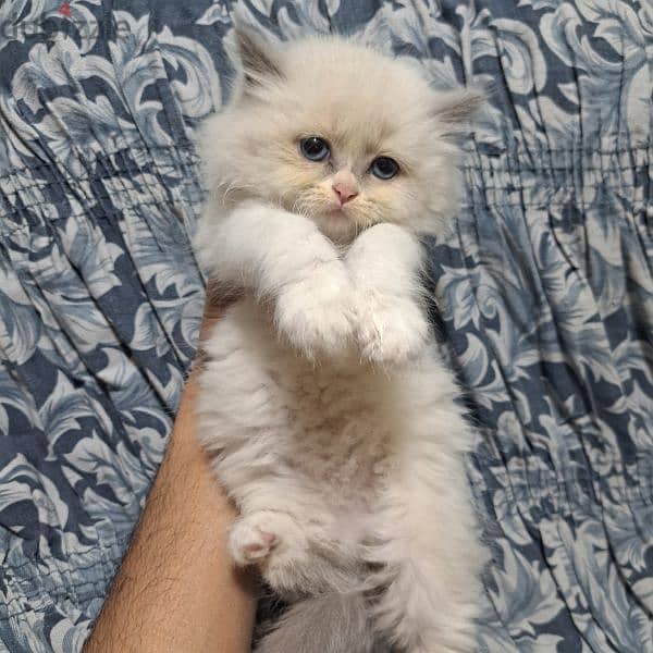 Pure persian kittens for sale 6