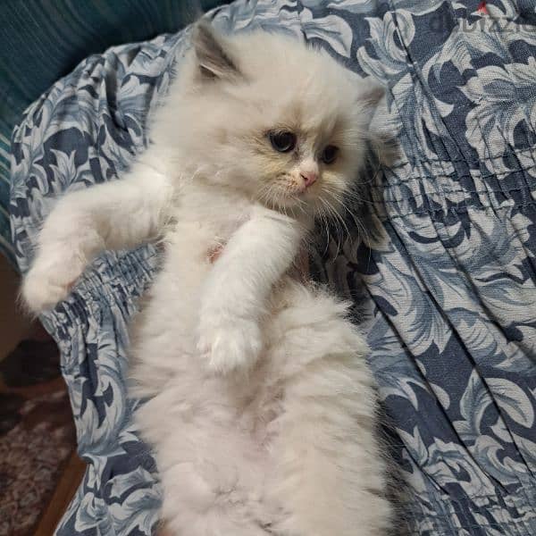 Pure persian kittens for sale 7