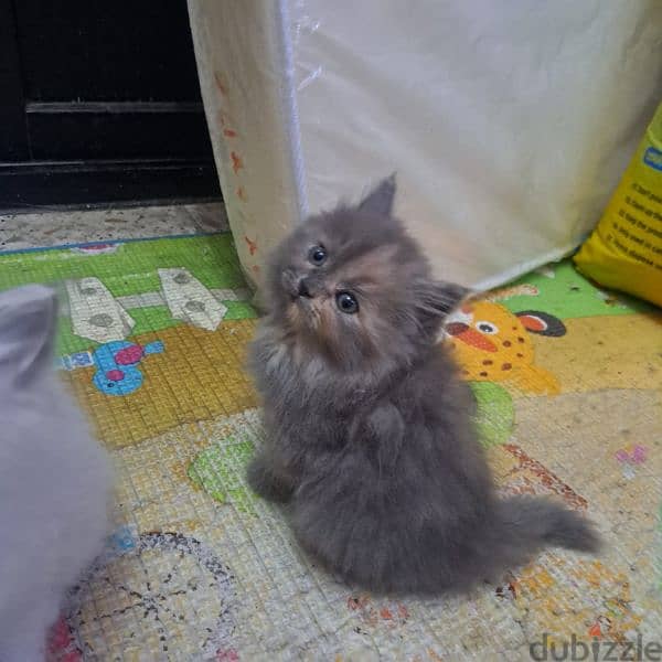 Pure persian kittens for sale 8