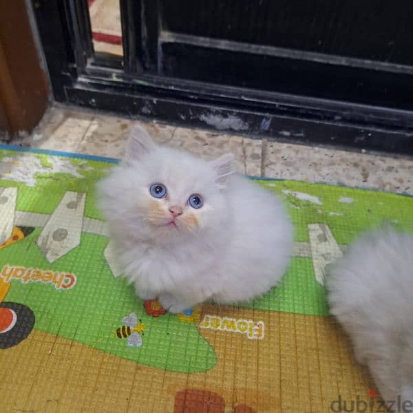 Pure persian kittens for sale 9